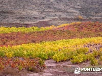 Enología en Rioja - Senderismo Camino de Santiago; senderismo cantabria